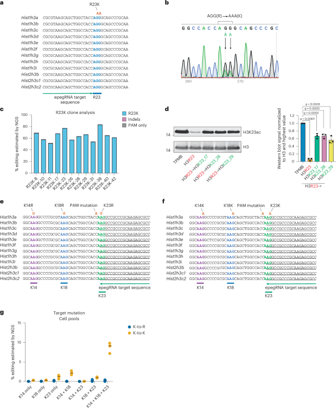 Fig. 3: Prime editing enables reversible and combinatorial histone mutation.