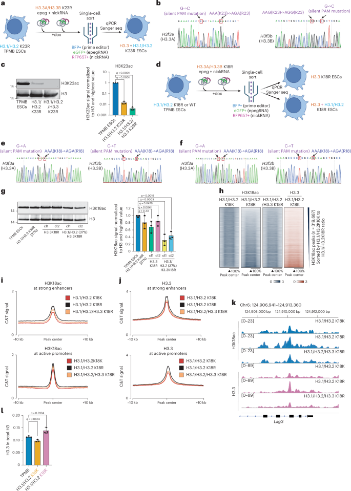 Fig. 4: Pan-H3 mutagenesis uncovers histone variant compensation.