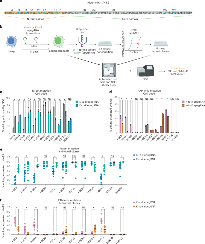 Fig. 6: Prime editing screen maps H3 lysine contributions to fitness.