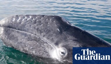 Pacific gray whales facing ‘catastrophic’ die-off as climate crisis hits food supply | Whales