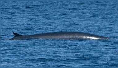 A fin whale surfaces near Race Rocks June 28. (Valerie Shore/Eagle Wing Tours)