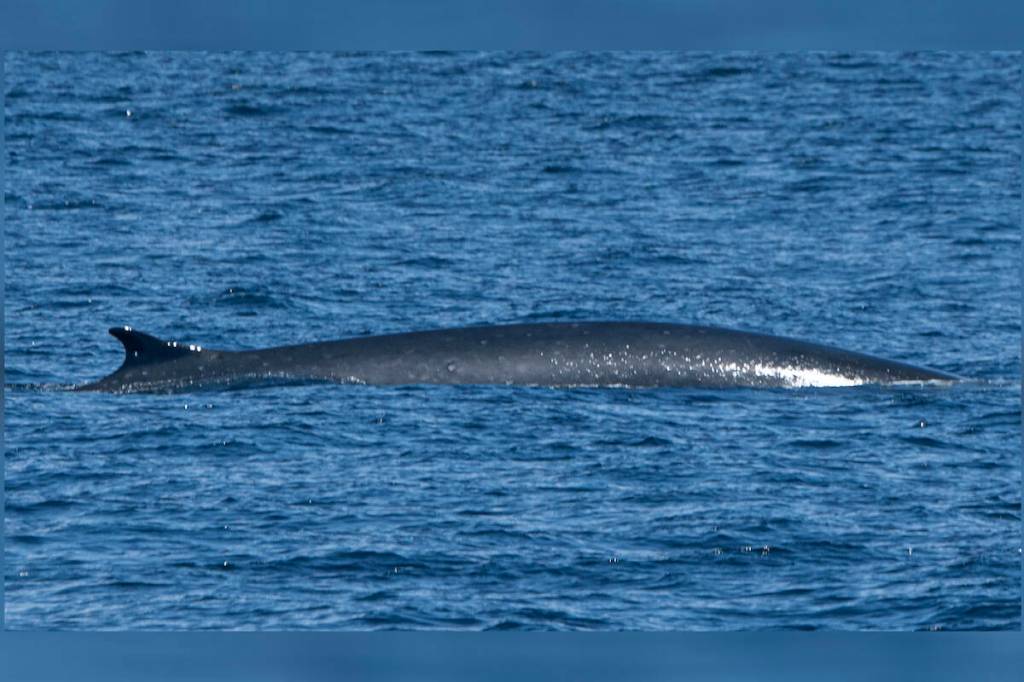 A fin whale surfaces near Race Rocks June 28. (Valerie Shore/Eagle Wing Tours)