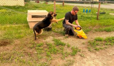 Derek McKillop fills up a bowl with kibble on Tuesday morning as a furry friend patiently waits. McKillop and Diedra Villeneuve have stayed in the community to make sure pets left behind are looked after while their owners are evacuated. Photo courtesy of Diedra Villeneuve