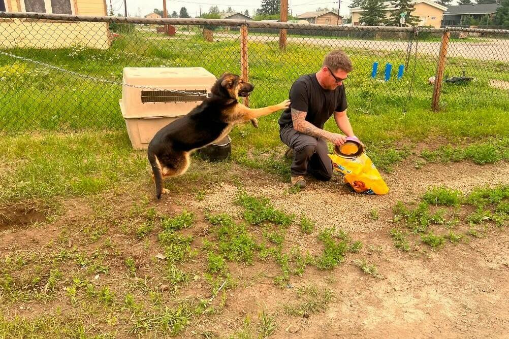Derek McKillop fills up a bowl with kibble on Tuesday morning as a furry friend patiently waits. McKillop and Diedra Villeneuve have stayed in the community to make sure pets left behind are looked after while their owners are evacuated. Photo courtesy of Diedra Villeneuve
