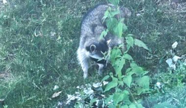 A raccoon spotted in the Labere family&rsquo;s backyard became suspect-number one in an investigation of what had been pooping in a pond at the front of the property. (Photo contributed)
