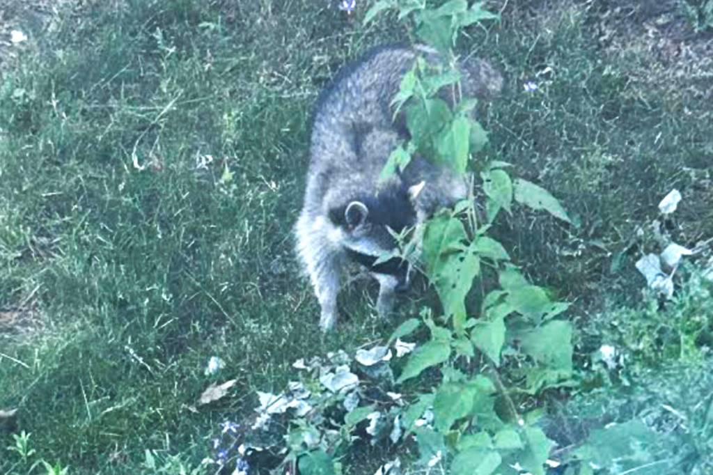 A raccoon spotted in the Labere family&rsquo;s backyard became suspect-number one in an investigation of what had been pooping in a pond at the front of the property. (Photo contributed)