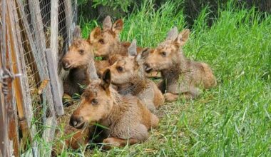 Several moose calves are calling Medicine River Wildlife Centre home this summer until they are released into the wild. (Photo from Medicine River Wildlife Centre on Facebook)