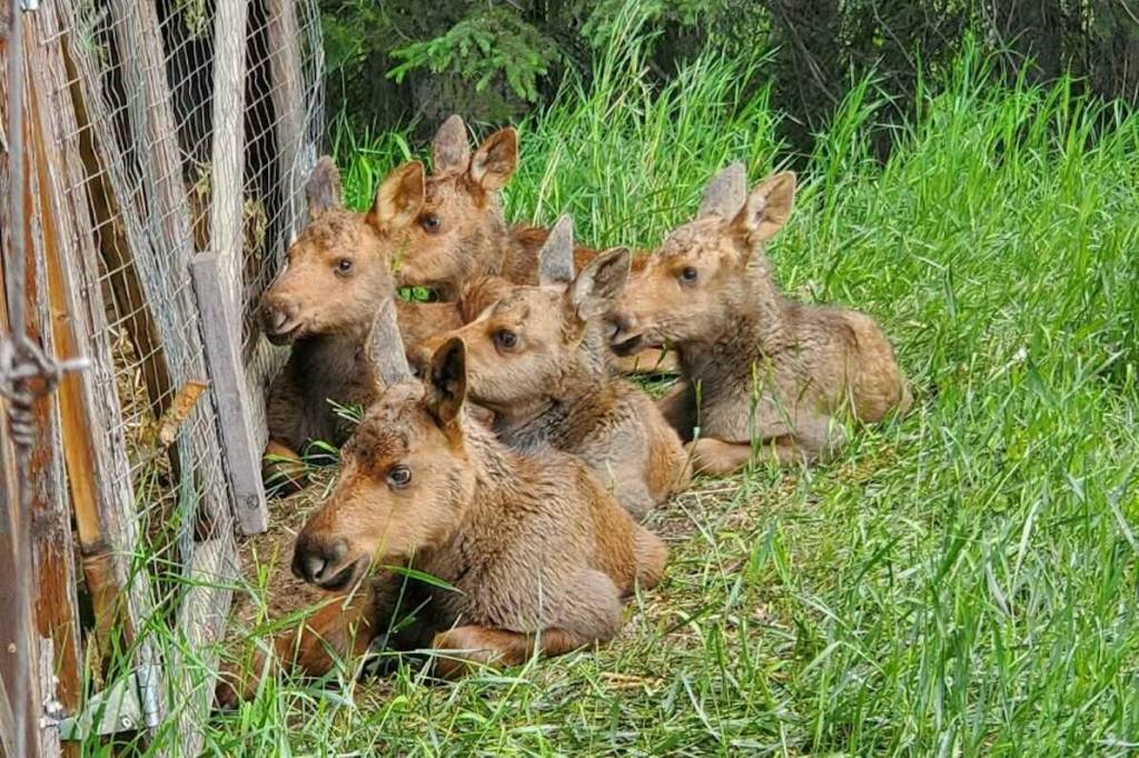 Several moose calves are calling Medicine River Wildlife Centre home this summer until they are released into the wild. (Photo from Medicine River Wildlife Centre on Facebook)