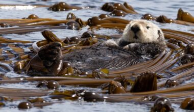 Ollie the sea otter has not been seen in Greater Victoria waters since November 2025. (Mollie Cameron/Sooke Coastal Explorations)