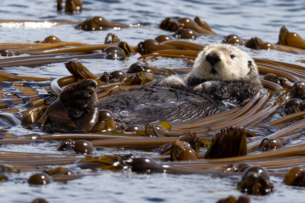 Ollie the sea otter has not been seen in Greater Victoria waters since November 2025. (Mollie Cameron/Sooke Coastal Explorations)