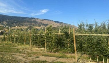 An apple orchard located across from the Regional District of North Okanagan offices, where officials were making decisions on a proposal to drill wells into the Coldstream aquifer amid a historic drought in the region Wednesday, July 8, 2026. (Brendan Shykora/Morning Star)