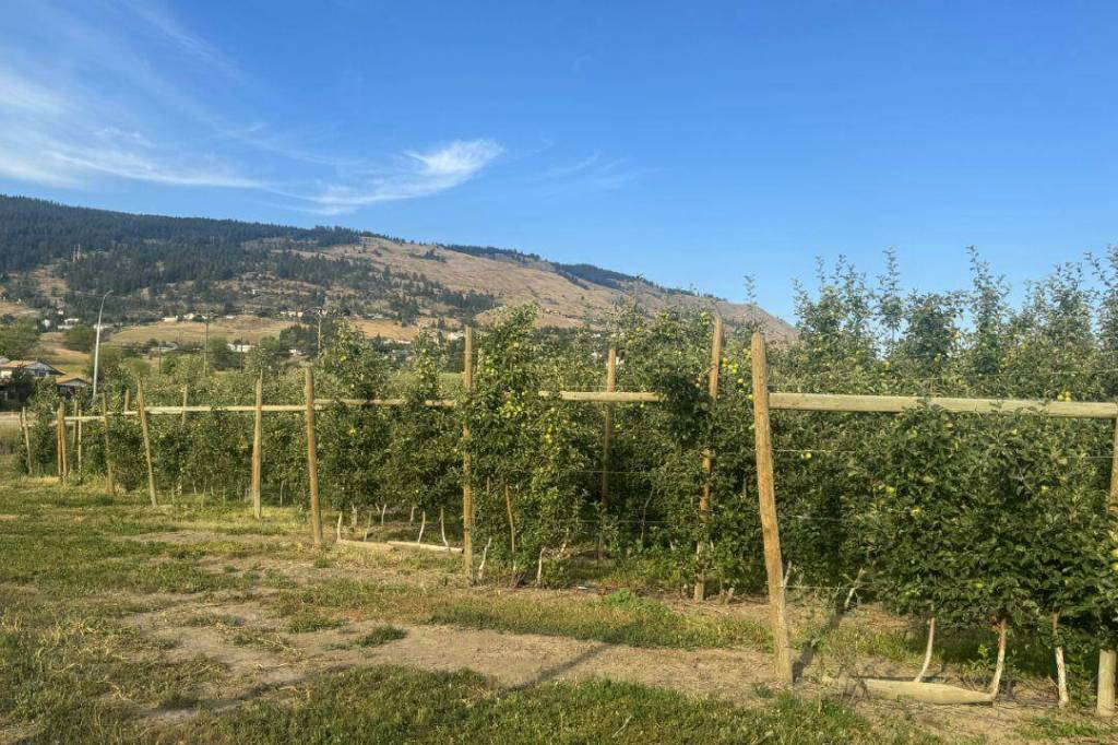 An apple orchard located across from the Regional District of North Okanagan offices, where officials were making decisions on a proposal to drill wells into the Coldstream aquifer amid a historic drought in the region Wednesday, July 8, 2026. (Brendan Shykora/Morning Star)
