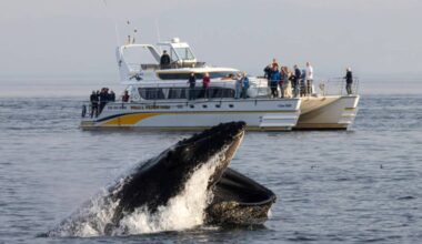 Decades-old Victoria wildlife company Eagle Wing Tours officially joins Pursuit Attractions and Hospitality with the sale closing July 14. (Courtesy Eagle Wing Tours)