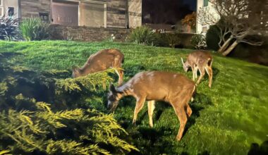 Greater Victoria wildlife experts are shedding light on issues mother deer and their fawns have to go through during this time of the year due to speeding vehicles and increased entanglement in garden netting. They insist people should learn to coexist with wildlife to avoid such incidents. (Nishadini Fonseka/ Victoria News)