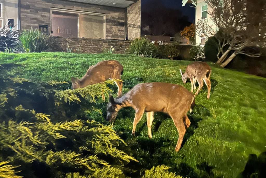 Greater Victoria wildlife experts are shedding light on issues mother deer and their fawns have to go through during this time of the year due to speeding vehicles and increased entanglement in garden netting. They insist people should learn to coexist with wildlife to avoid such incidents. (Nishadini Fonseka/ Victoria News)
