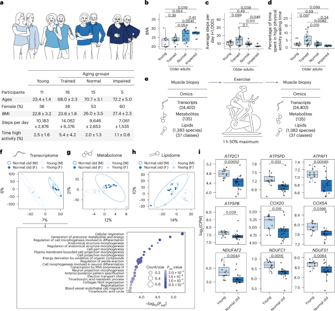 Delayed molecular aging, preservation of energy metabolism and enhanced exercise response in exercise-trained human muscle