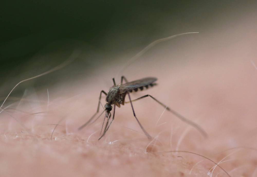 Free Press files
The City of Winnipeg began spraying for mosquitoes last weekend.