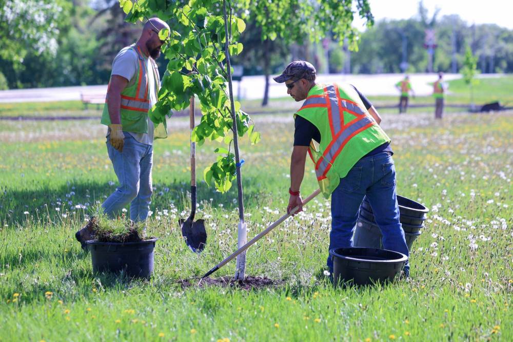 Ruth Bonneville / Free Press Files
City crews plant trees in Winnipeg’s Andrew Currie Park in June. The city is primed to chop $1.2 million from its tree planting program to fill a budget gap.