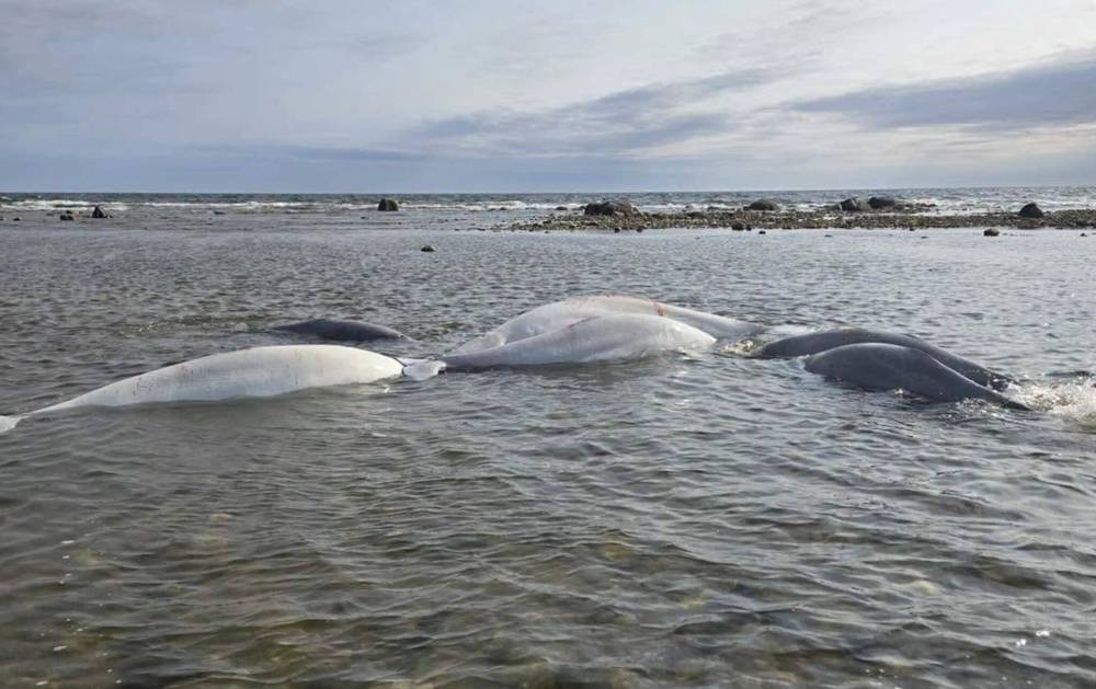 Stranded beluga whales in shallow water near the public beach in Churchill. (Manitoba Conservation Officer Association supplied photo)