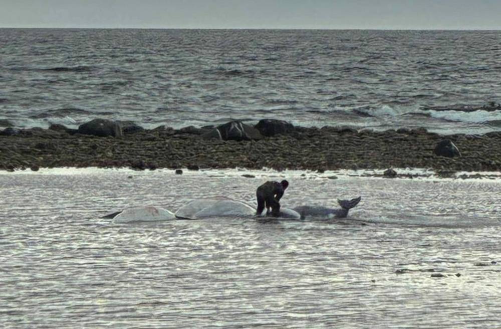 Three adult beluga whales and four calves were stranded because of low tides. (Manitoba Conservation Officer Association supplied photo)