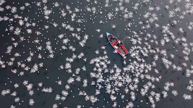1st place: Azim Khan Ronnie, Bangladesh. Thousands of Migratory Birds Feeding - Siberian seagulls in Yamuna Ghat in Delhi during annual migration.