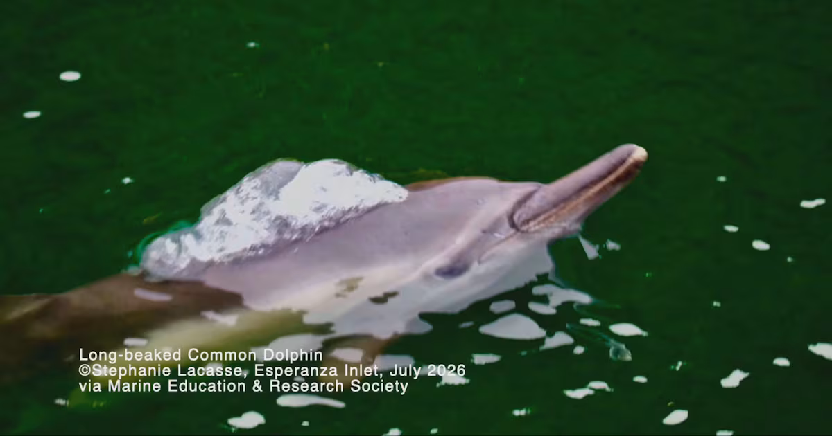 Rare dolphin sighting off Vancouver Island has researchers intrigued - CTV News