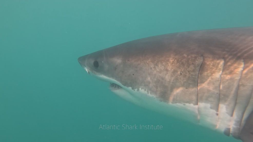 The Atlantic Shark Institute shared a rare underwater video of a great white shark off Block Island last week. (Atlantic Shark Institute)