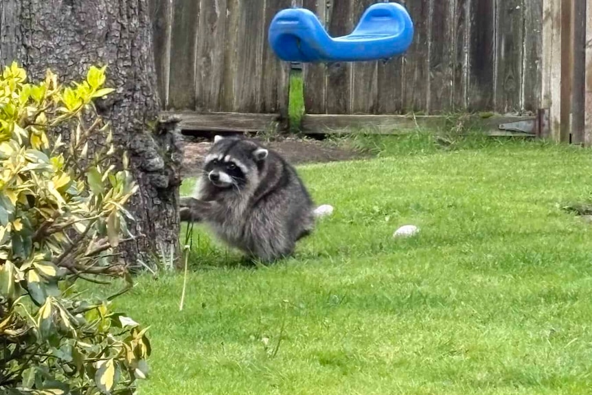 A raccoon with a very short neck stands still in a backyard with a very healthy lawn.