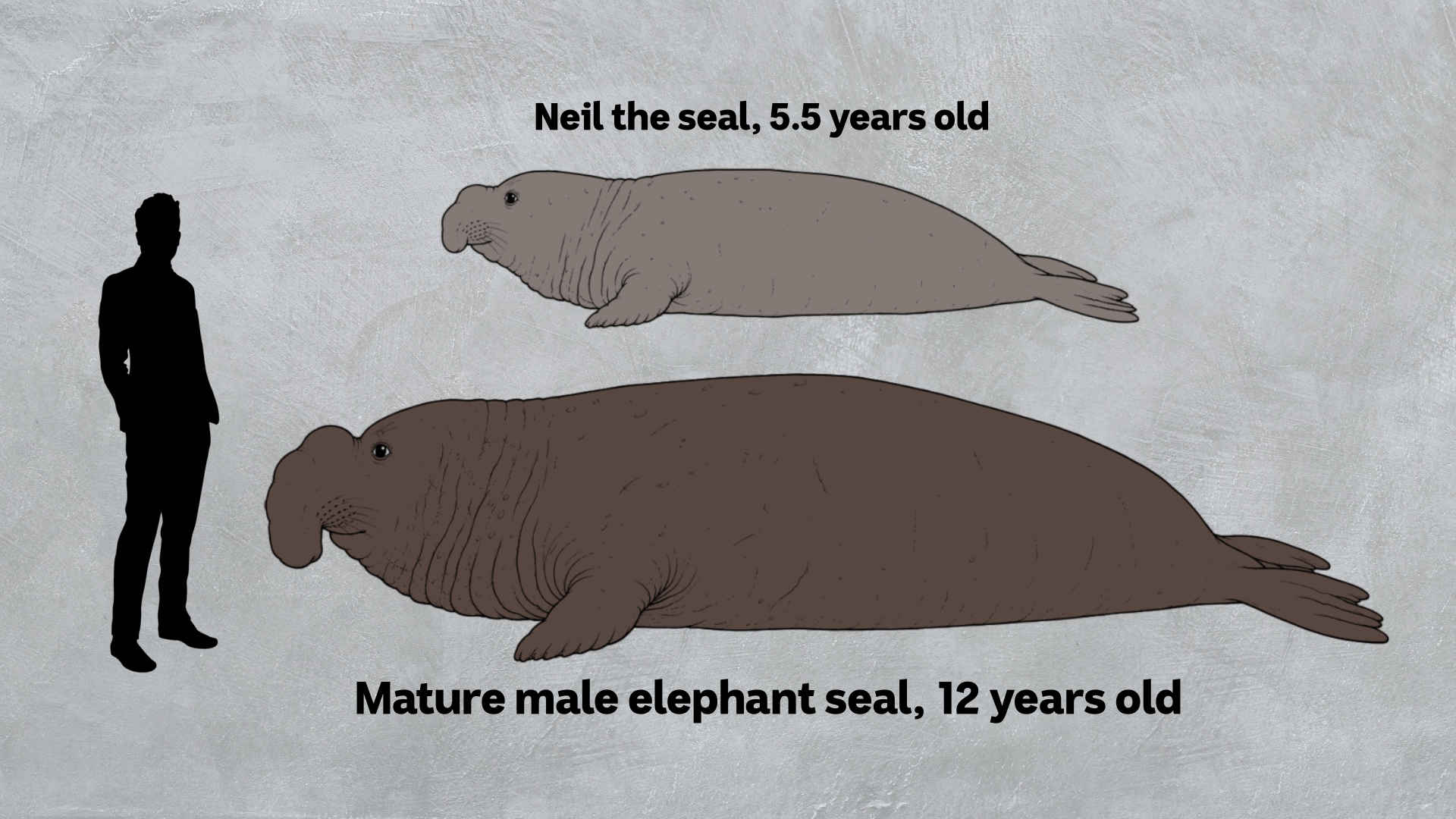 Image depicting size of young seal with male adult seal with human adult for scale purposes.