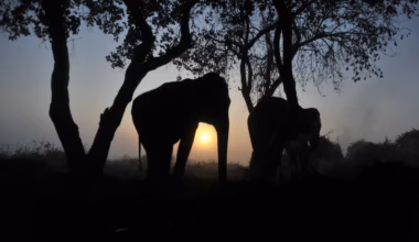 ‘Nowhere left for us to run’: Same wild elephant keeps returning to village to kill four members of a family over 14 years