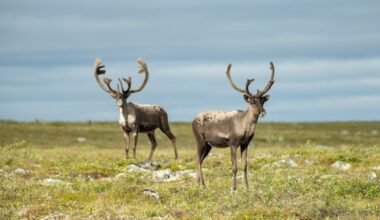 Environmentalists have mixed reaction to Quebec-Ottawa caribou conservation deal