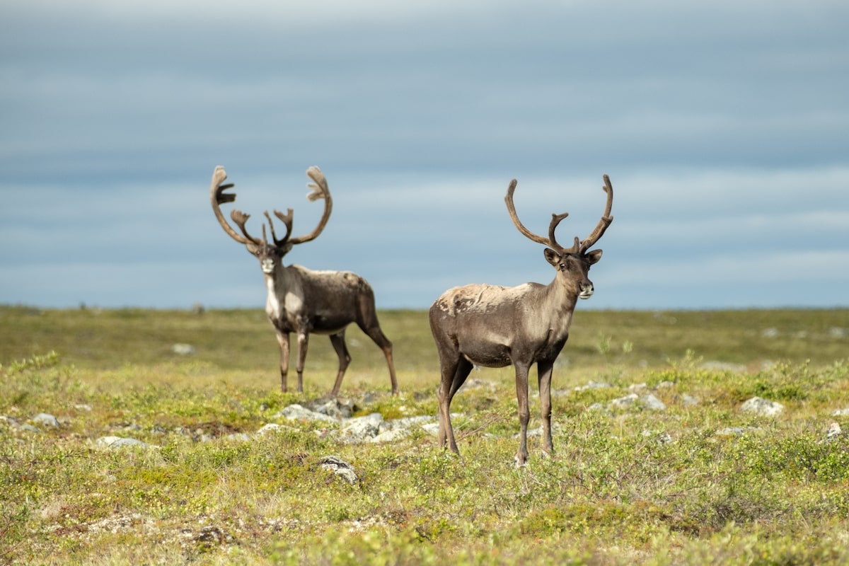Environmentalists have mixed reaction to Quebec-Ottawa caribou conservation deal