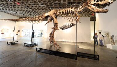 Gus, the rare T. rex fossil sells for US$50.1 million at auction