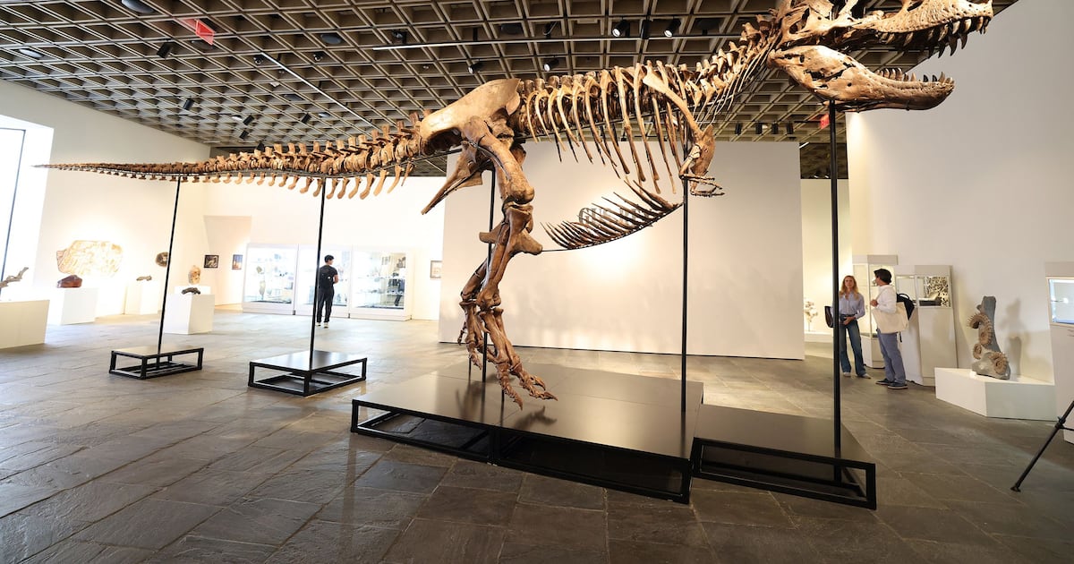 Gus, the rare T. rex fossil sells for US$50.1 million at auction