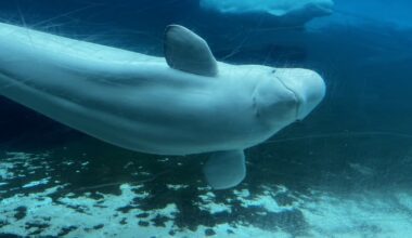 Marineland's whales and dolphins will go to U.S.