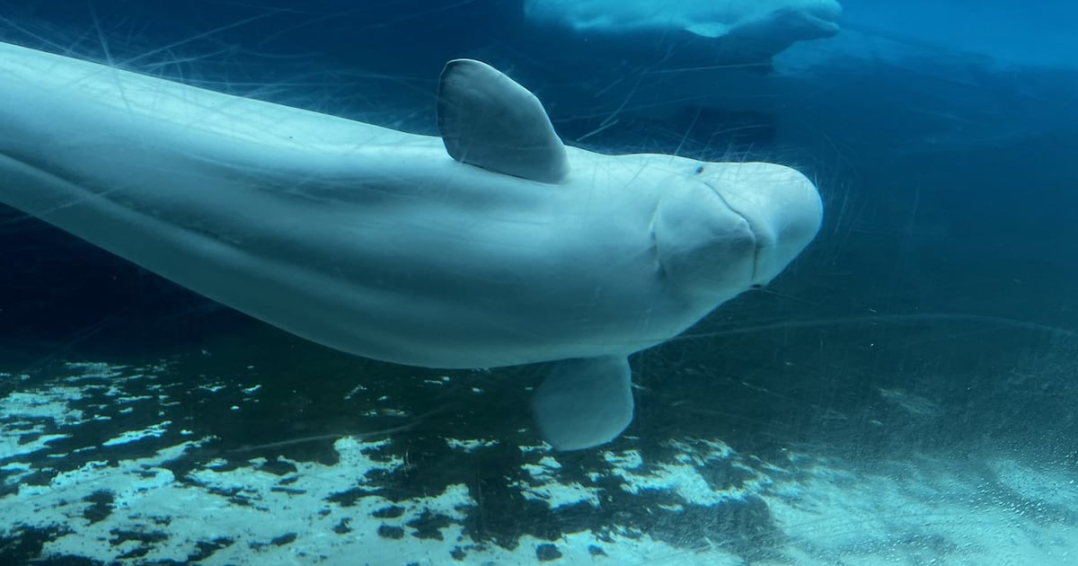 Marineland's whales and dolphins will go to U.S.