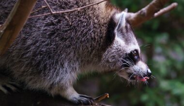 Quebec deploys vaccination teams to combat outbreak of raccoon rabies