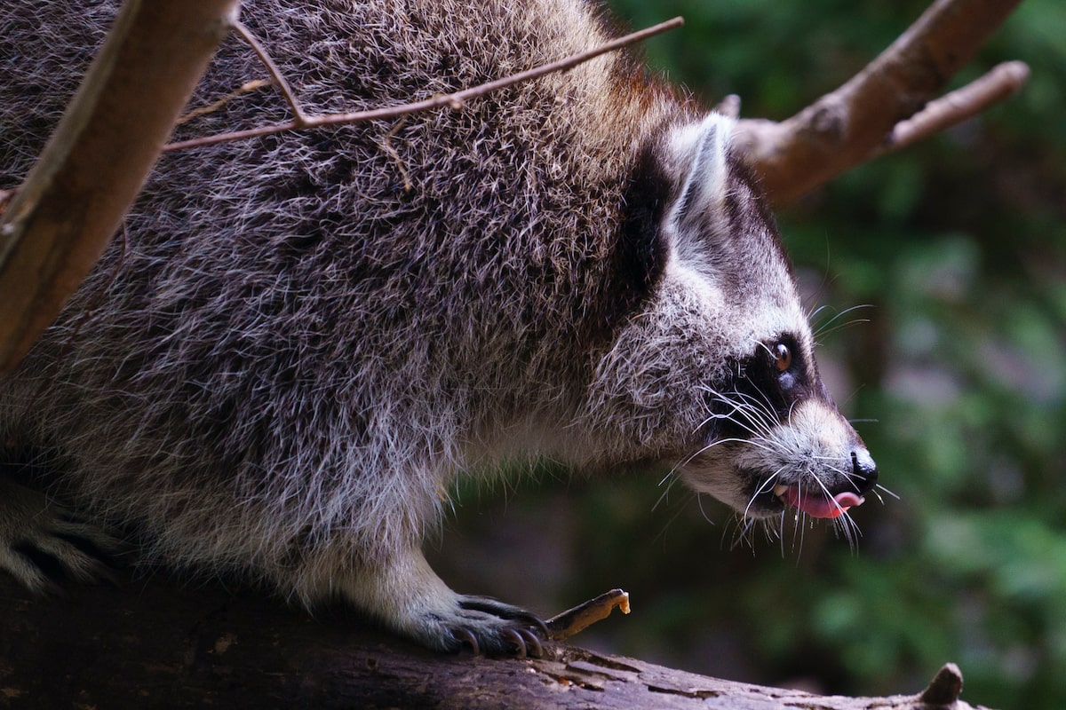 Quebec deploys vaccination teams to combat outbreak of raccoon rabies