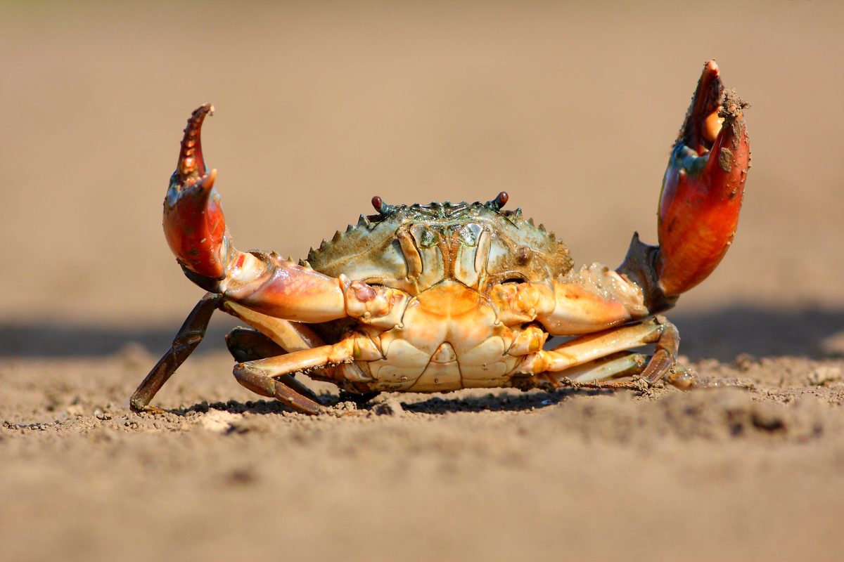 Why crabs walk sideways instead of forwards – and the answer is stranger than you think