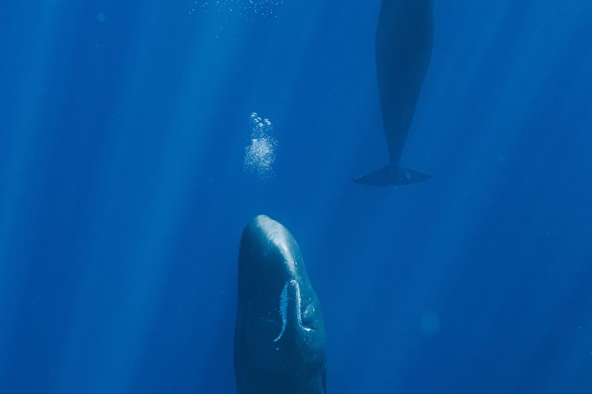 Sperm whales resting