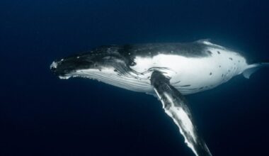 For decades a single whale has called at a frequency no other whale answers, and no one can say whether it is truly alone or simply speaking a language the rest of the ocean cannot hear
