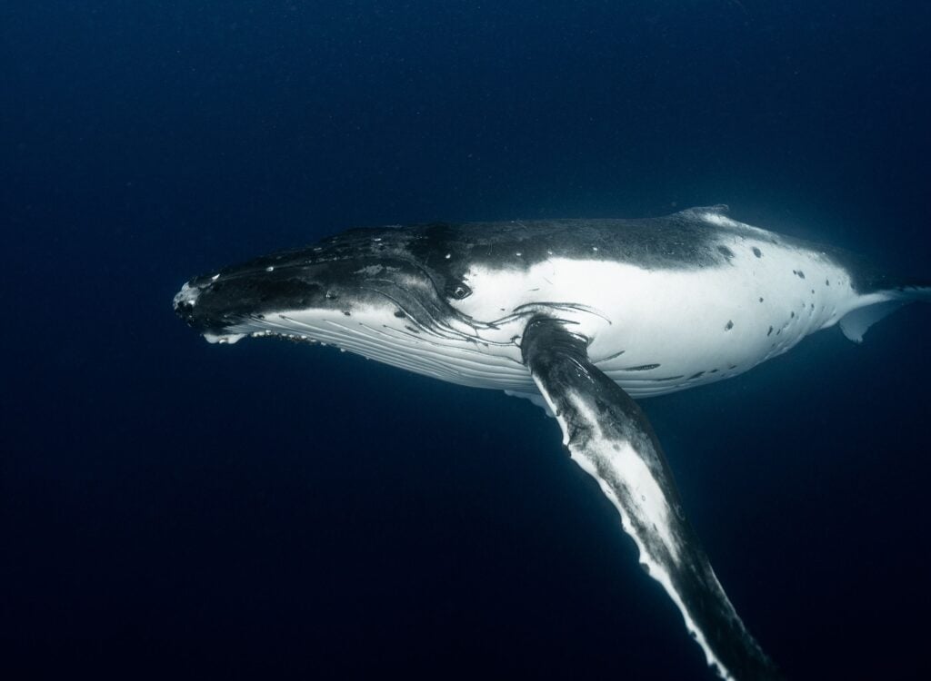 For decades a single whale has called at a frequency no other whale answers, and no one can say whether it is truly alone or simply speaking a language the rest of the ocean cannot hear
