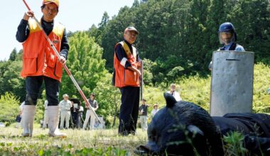 Japan deploys bear cameras in mountains as attacks surge