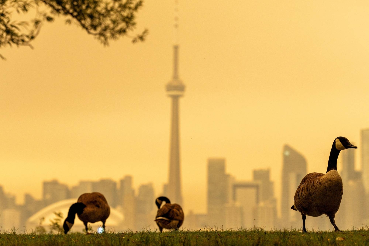 Canadian wildfire smoke chokes Toronto and threatens U.S. cities