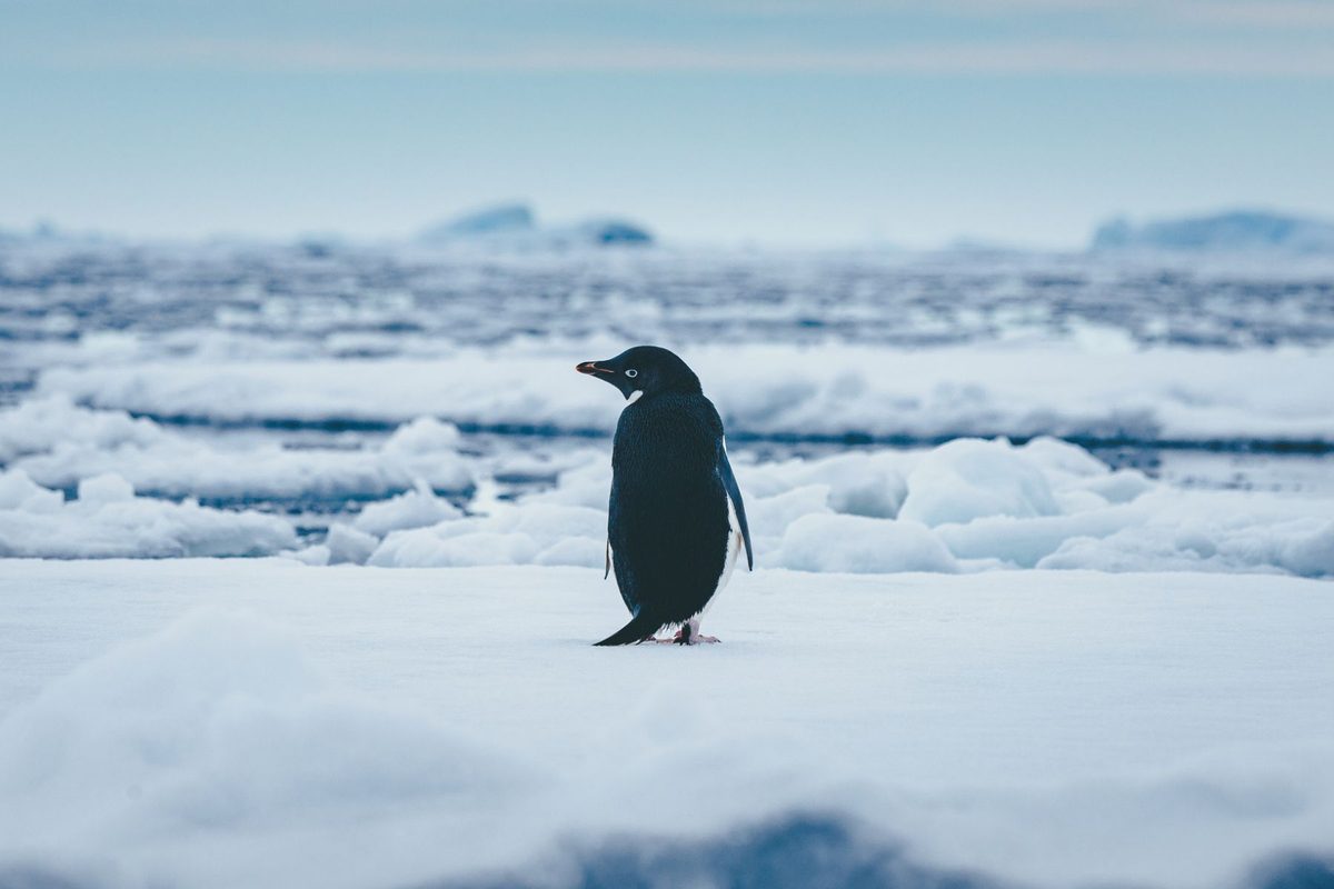 Experts spent 30 years studying penguin poop from space – and found something really weird