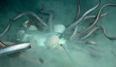 Deep-sea eels