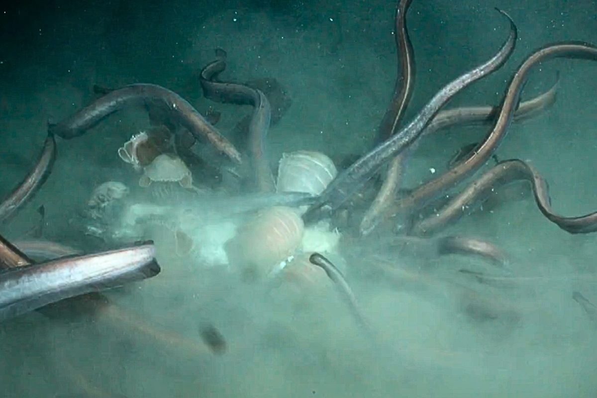 Deep-sea eels