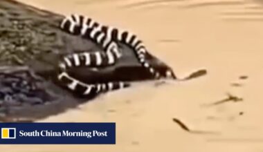 China floods: 900 snakes escape snake farm amid historic rainfall and rare tornadoes