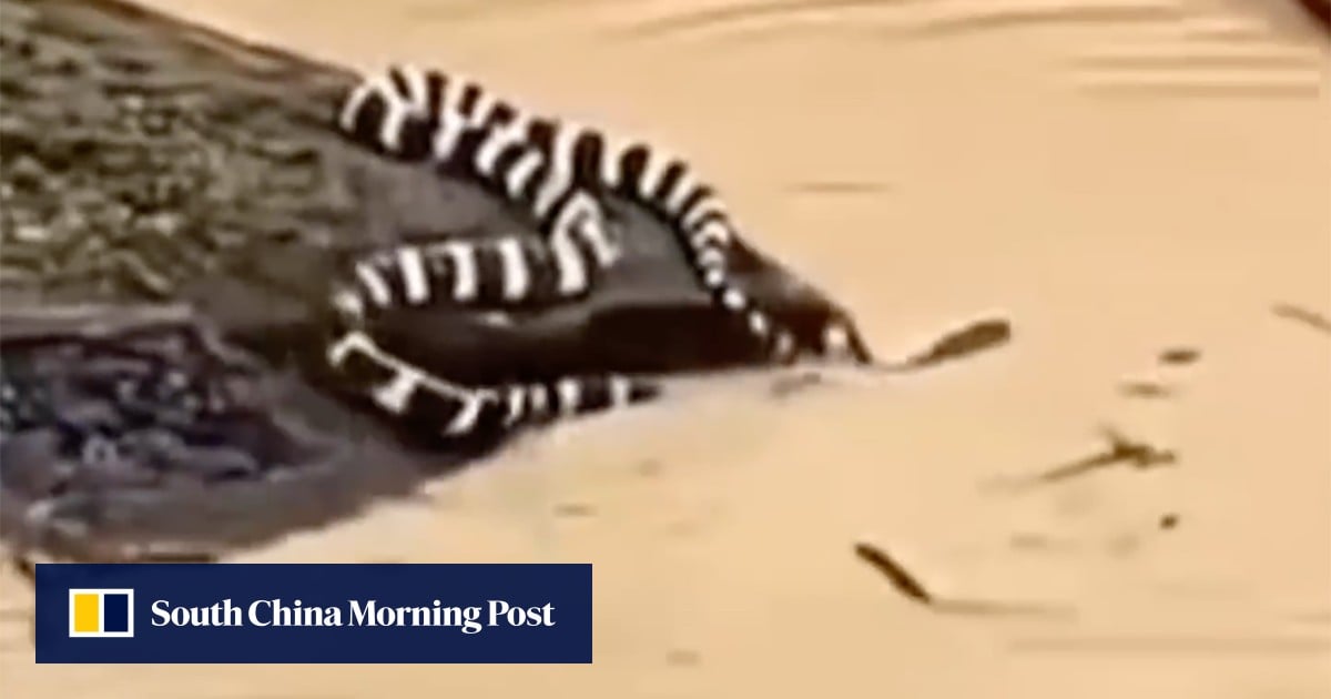 China floods: 900 snakes escape snake farm amid historic rainfall and rare tornadoes