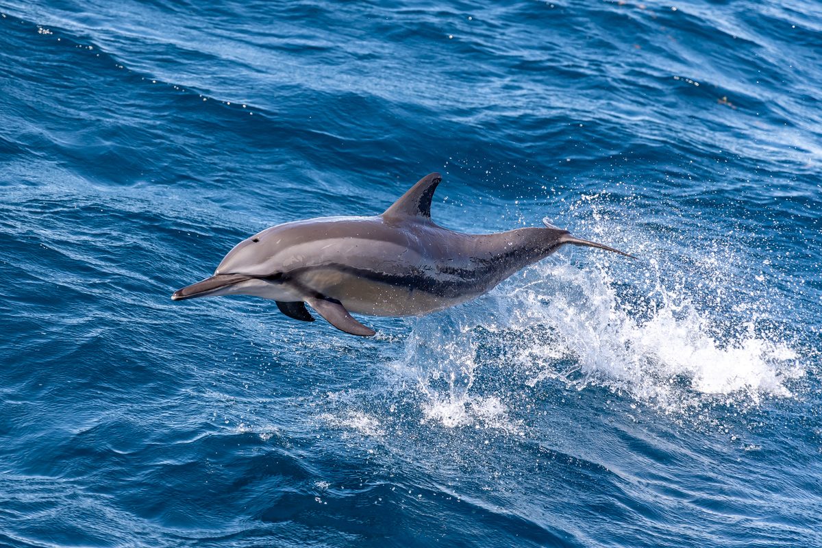 A spinner dolphin leaps through the air offshore Australia’s west coast